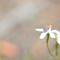 Caladenia moschata at Wamboin, NSW - suppressed