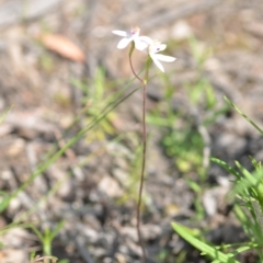 Caladenia moschata at Wamboin, NSW - 22 Oct 2021