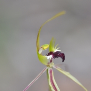 Caladenia atrovespa at Wamboin, NSW - 27 Oct 2021