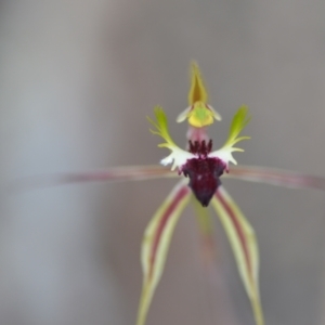 Caladenia atrovespa at Wamboin, NSW - 27 Oct 2021