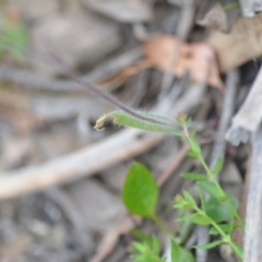 Caladenia atrovespa at Wamboin, NSW - 27 Oct 2021