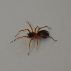Unverified Spider at Wamboin, NSW - 23 Oct 2021 by natureguy