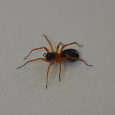 Unverified Spider at Wamboin, NSW - 23 Oct 2021 by natureguy