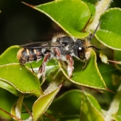 Megachile leucopyga at Acton, ACT - 17 Dec 2021 by Roger