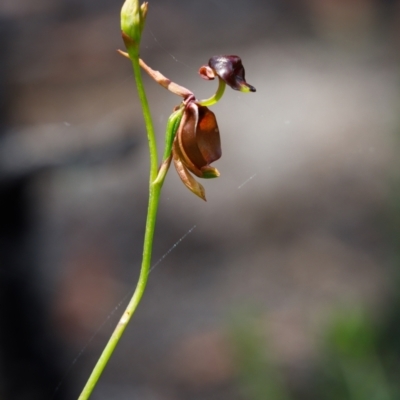 Caleana major (Large Duck Orchid) at Bundanoon, NSW - 14 Dec 2021 by Boobook38