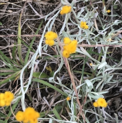 Chrysocephalum apiculatum (Common Everlasting) at Nimmitabel, NSW - 13 Dec 2021 by Tapirlord