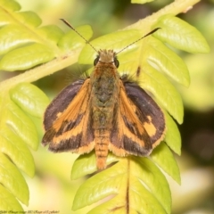 Ocybadistes walkeri (Green Grass-dart) at ANBG - 17 Dec 2021 by Roger