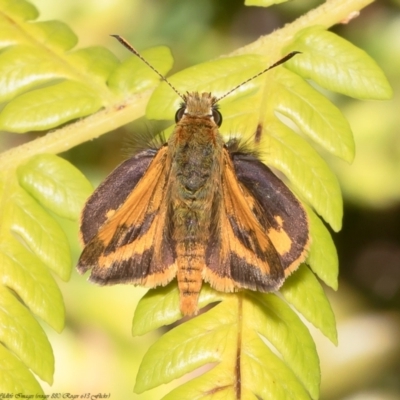 Ocybadistes walkeri (Green Grass-dart) at ANBG - 17 Dec 2021 by Roger