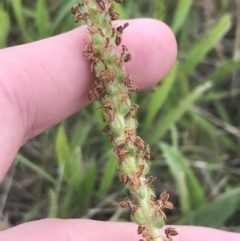 Plantago varia (Native Plaintain) at Nimmitabel, NSW - 14 Dec 2021 by Tapirlord