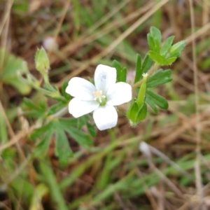 Geranium sp. at Hawker, ACT - 13 Dec 2021 08:19 AM