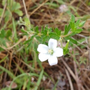 Geranium sp. at Hawker, ACT - 13 Dec 2021