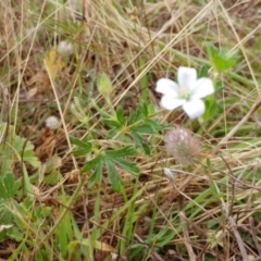 Geranium sp. at Hawker, ACT - 13 Dec 2021