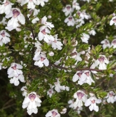 Prostanthera phylicifolia (Spiked Mint-bush) at Tinderry, NSW - 16 Dec 2021 by BenHarvey