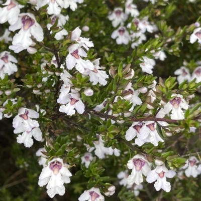 Prostanthera phylicifolia (Spiked Mint-bush) at Tinderry, NSW - 16 Dec 2021 by BenHarvey