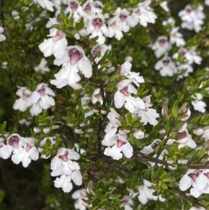 Prostanthera phylicifolia at Tinderry, NSW - 16 Dec 2021