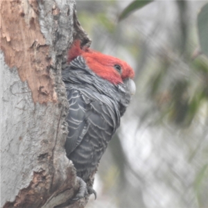 Callocephalon fimbriatum at Acton, ACT - 17 Dec 2021