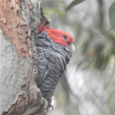 Callocephalon fimbriatum (Gang-gang Cockatoo) at Acton, ACT - 16 Dec 2021 by HelenCross