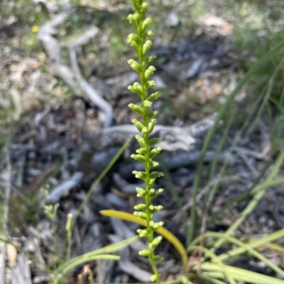 Microtis sp. (Onion Orchid) at Flea Bog Flat, Bruce - 17 Dec 2021 by JVR