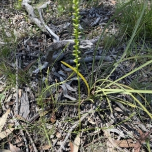 Microtis sp. at Bruce, ACT - 17 Dec 2021