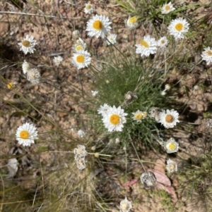 Leucochrysum albicans at Aranda, ACT - 17 Dec 2021