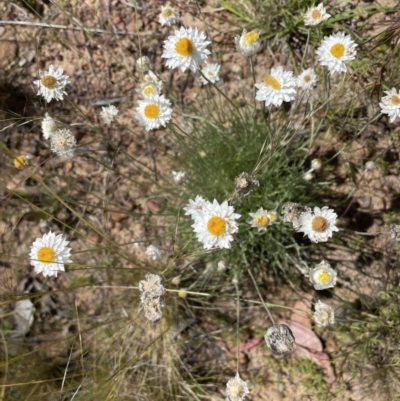 Leucochrysum albicans (Hoary Sunray) at Aranda, ACT - 17 Dec 2021 by JVR