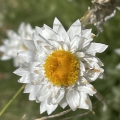 Leucochrysum albicans at Aranda, ACT - 17 Dec 2021