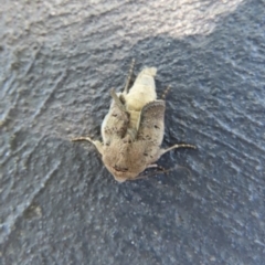 Proteuxoa (genus) (A Noctuid moth) at Wanniassa, ACT - 17 Dec 2021 by SandraH