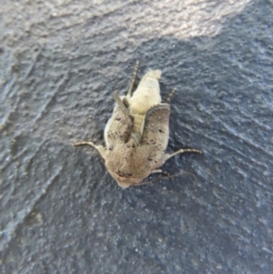 Proteuxoa (genus) at Wanniassa, ACT - 17 Dec 2021