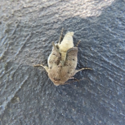 Proteuxoa (genus) (A Noctuid moth) at Wanniassa, ACT - 17 Dec 2021 by SandraH