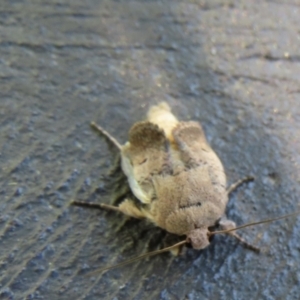 Proteuxoa (genus) at Wanniassa, ACT - 17 Dec 2021