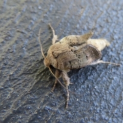 Proteuxoa (genus) at Wanniassa, ACT - 17 Dec 2021