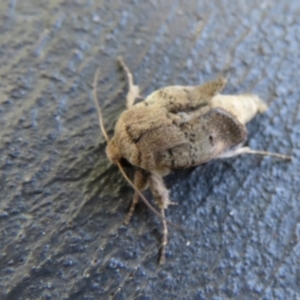 Proteuxoa (genus) at Wanniassa, ACT - 17 Dec 2021