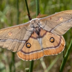 Opodiphthera helena (Helena Gum Moth) at Bimberi, NSW - 17 Dec 2021 by SWishart