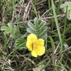 Potentilla anserina subsp. anserina (Silver Weed) at Nimmitabel, NSW - 13 Dec 2021 by Tapirlord