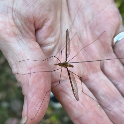 Tipulidae sp. (family) (Unidentified Crane Fly) at Greenleigh, NSW - 17 Dec 2021 by LyndalT