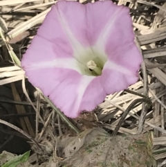 Calystegia sepium subsp. roseata at Orbost, VIC - 14 Dec 2021 01:04 PM
