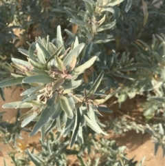 Atriplex cinerea (Grey Saltbush) at Ventnor, VIC - 14 Dec 2021 by Tapirlord