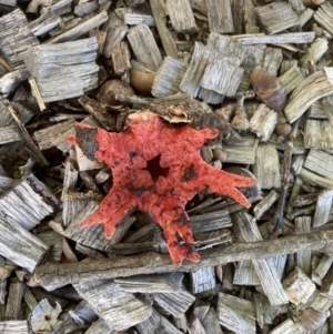 Aseroe rubra at Yarralumla, ACT - 17 Dec 2021