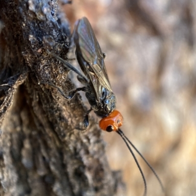 Braconidae (family) (Unidentified braconid wasp) at Jerrabomberra, NSW - 17 Dec 2021 by Steve_Bok