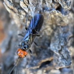 Braconidae (family) at Jerrabomberra, NSW - 17 Dec 2021