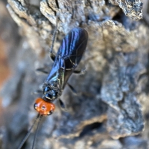 Braconidae (family) at Jerrabomberra, NSW - 17 Dec 2021