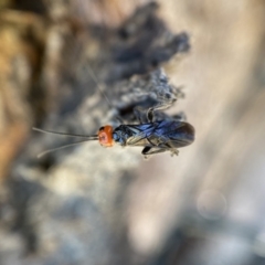 Braconidae (family) at Jerrabomberra, NSW - 17 Dec 2021