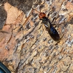 Braconidae (family) at Jerrabomberra, NSW - 17 Dec 2021