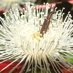 Eleale aspera (Clerid beetle) at ANBG - 17 Dec 2021 by HelenCross