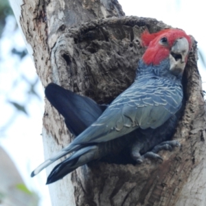 Callocephalon fimbriatum at Acton, ACT - suppressed