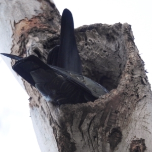 Callocephalon fimbriatum at Acton, ACT - suppressed