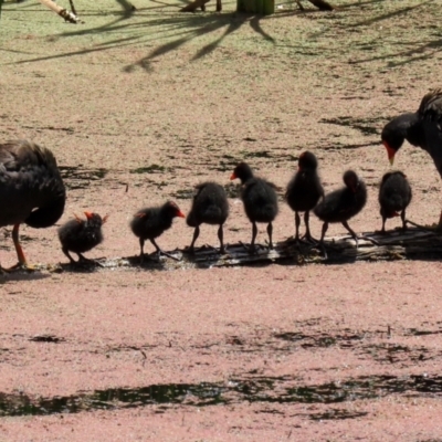 Gallinula tenebrosa (Dusky Moorhen) at Fyshwick, ACT - 16 Dec 2021 by RodDeb