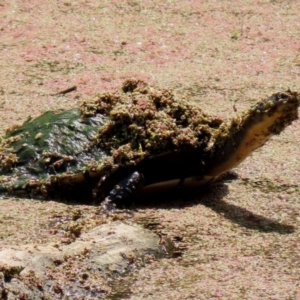 Chelodina longicollis at Fyshwick, ACT - 16 Dec 2021