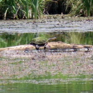 Chelodina longicollis at Fyshwick, ACT - 16 Dec 2021