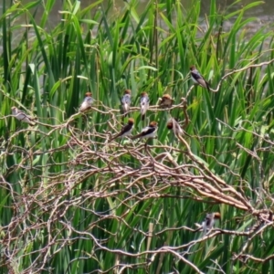 Petrochelidon ariel at Fyshwick, ACT - 16 Dec 2021